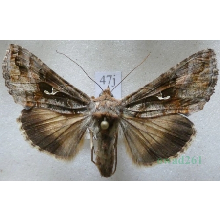 Autographa gamma (Linnaeus, 1758) Błyszczka jarzynówka Czech47j